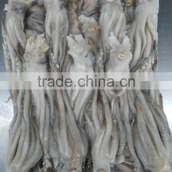 Frozen Tweed Bait Squid Heads