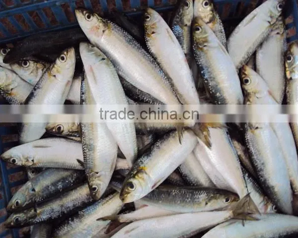 Frozen Canned Bait Sardine photo-2