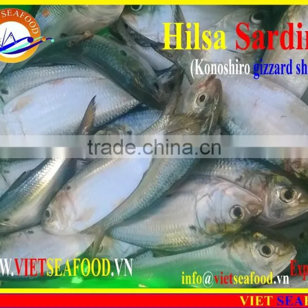FROZEN HILSA SARDINE WHOLE ROUND photo-2