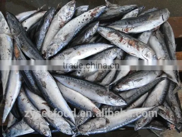 Good Quality Frozen Bonito photo-2