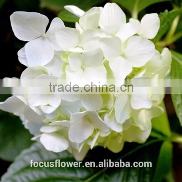 Cheap and Good Quality Decorative Fresh Cut Flowers Hydrangea for Wedding photo-4