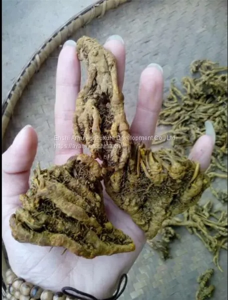 Supply Chinese Herbal Medicine Rhizoma Coptidis and Chicken Feet With Rhizoma Coptidis. photo-2