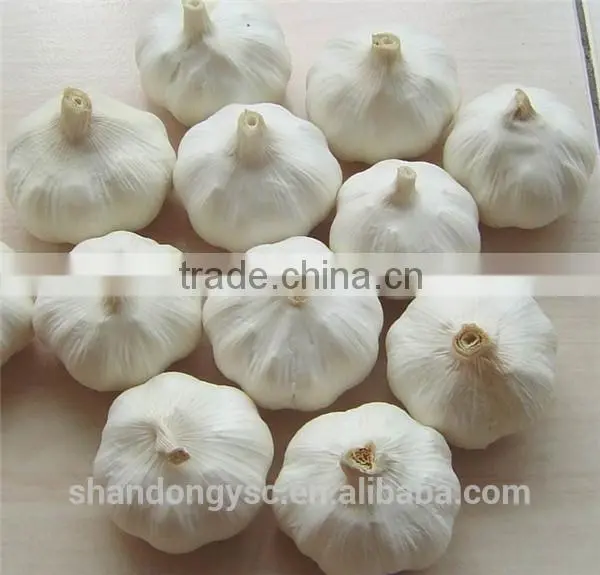 China Factory Price First Grade Pure White Garlic Fresh photo-3