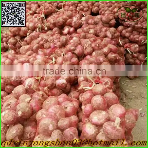 Fresh Red Onion Mesh Bag Packed -(website:qdxinyangshan03) photo-5