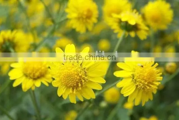 Golden Camomile , Anthemis Tinctoria Linn.,flower Seed,herb Seed,vegetalbe Seed,fruit Seed,grass Seed photo-3
