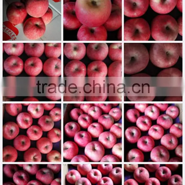 Red Color and Fresh Style Fuji Apple photo-6