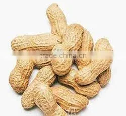 Delicious Roasted Peanuts in Shell for Sale photo-2