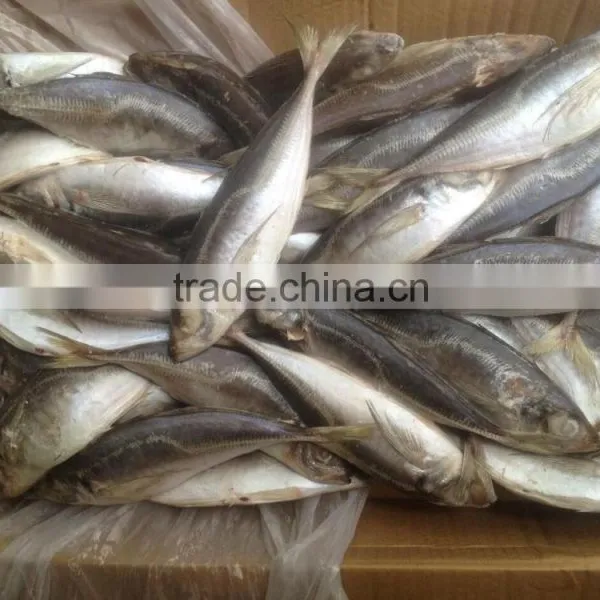 2016 High Quality & Hot Sale of Horse Mackerel for Sale