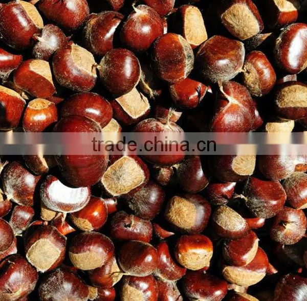 Fresh Chinese Chestnut for Hot Sale