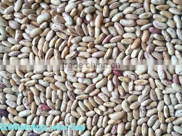2014 Crop Cheapest Light Speckled Kidney Beans, LSKB , 220-240pcs photo-2