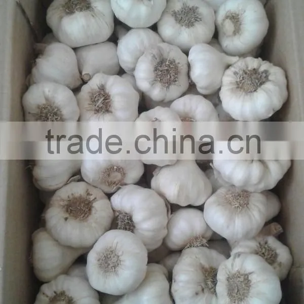 Fresh Garlic Natural Garlic photo-3
