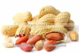 Groundnut for Seed/Bold Groundnut/Java Groundnut photo-3