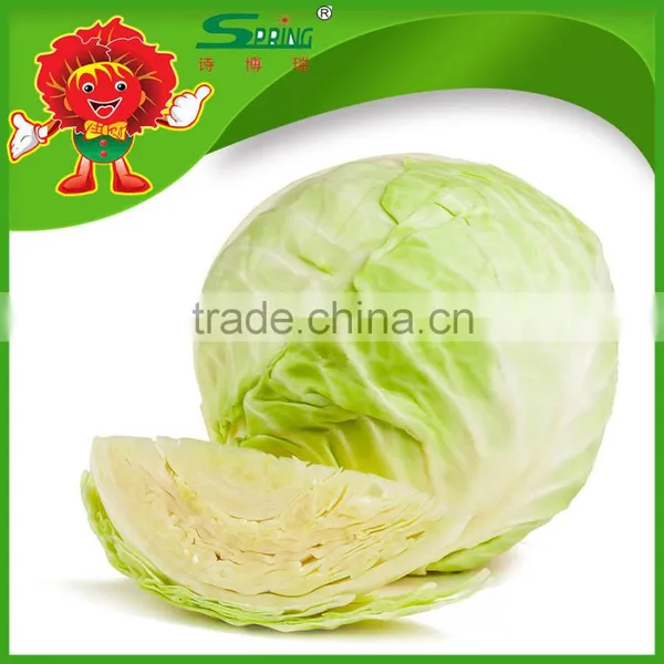 Green Cabbage for Sale/fresh Cabbage Grade A Ceramic Cabbage photo-3