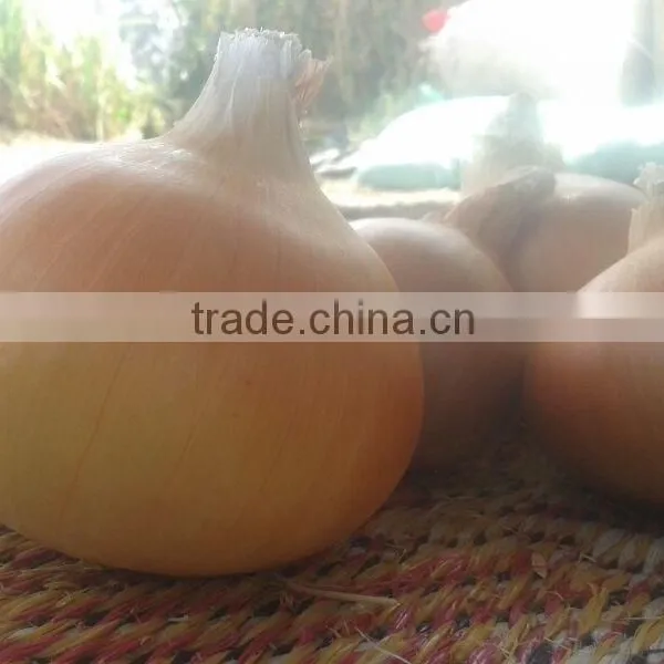 Yellow Onions photo-3