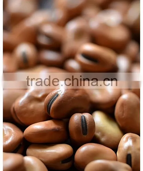 Good Quality Dry Broad Bean/fava Grain Crop/pulses