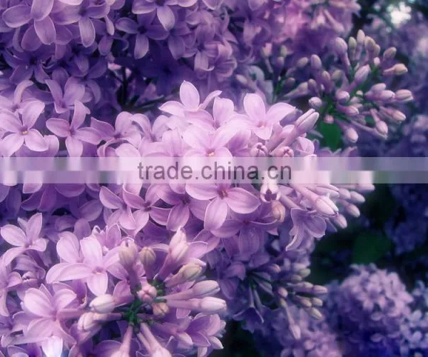 High Sprouting Rate Chinese Lilac Flower Tree Seeds for Planting photo-6