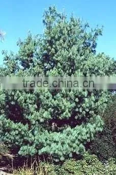 Natural HJigh Quality Pinus Wallichiana Plant