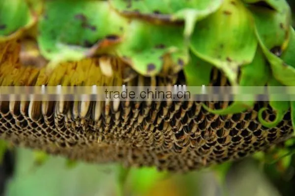 Price of Sunflower Seeds With Bright Black Color photo-4