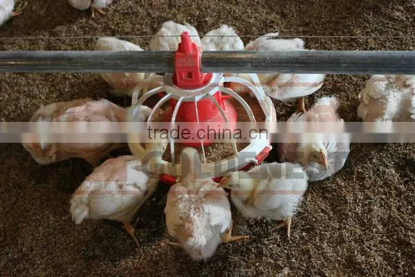 Goldenest Manufacturer Poultry Feeding Line Automatic Equipment Poultry for Sale JCZY-OP01 photo-6