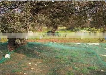 Fruit Tree,harvest Olive Net photo-3