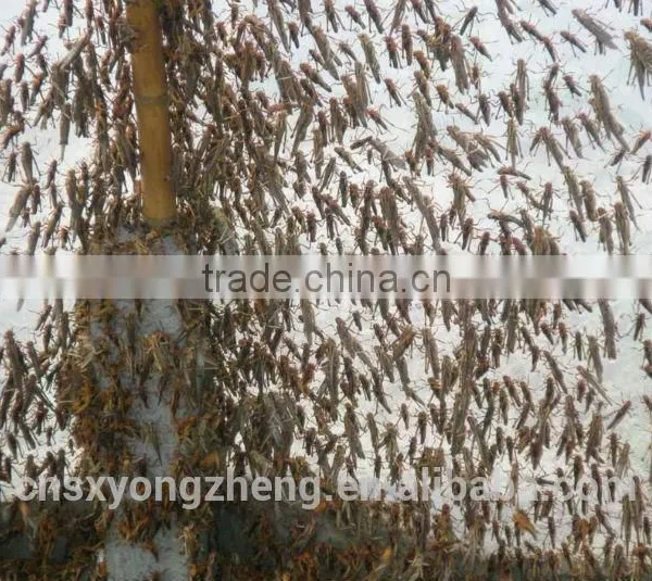 Provide Microwave ,dried Locusts China photo-3
