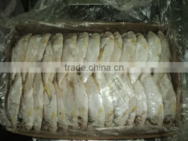 KattiFish photo-2