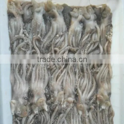 Frozen Squid Head photo-2