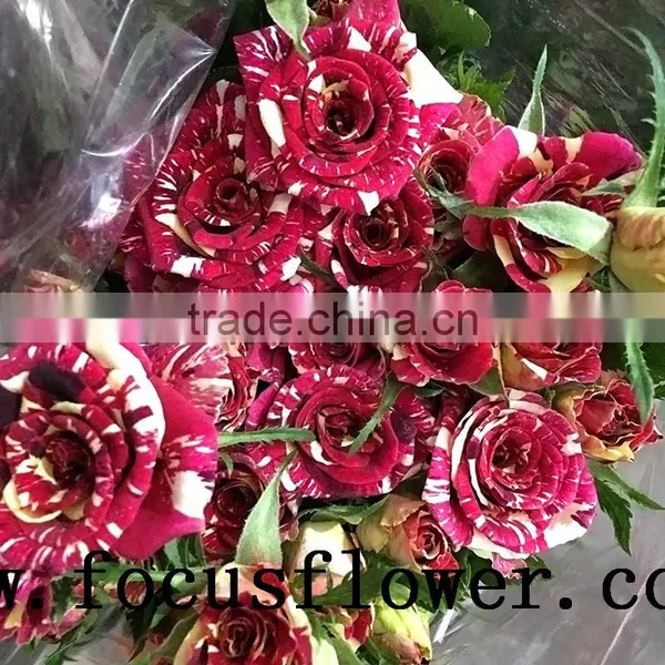 Good Quality Fresh Black Roses in Delhi Roses Flowers Spray Rose Meteor Shower for Wedding Decoration Without Middleman photo-5