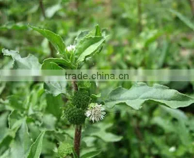 ECLIPTA ALBA photo-2