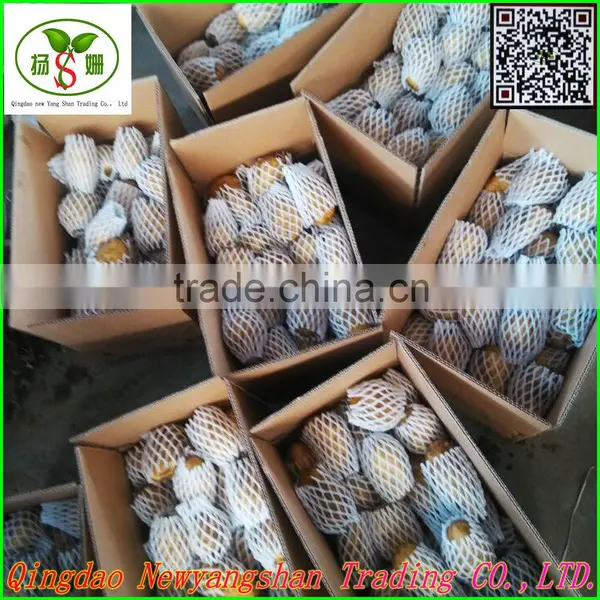 (HOT) Onion/Fresh Onion/CHINA ONION photo-5