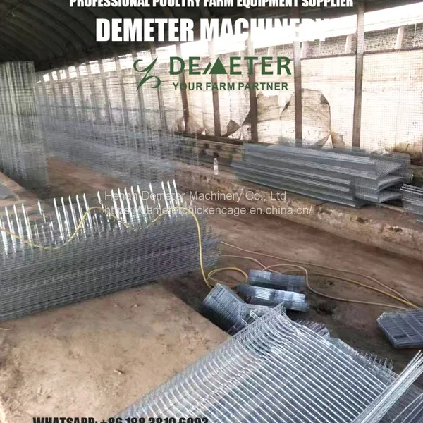 Chicken Cage Africa Market Poultry Farm Project photo-4