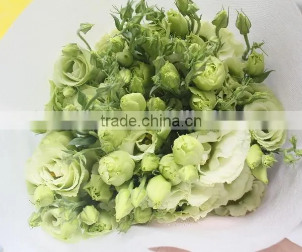 Wide Varieties New Coming Beautiful Hybrid Eustoma Grandiflorum photo-3