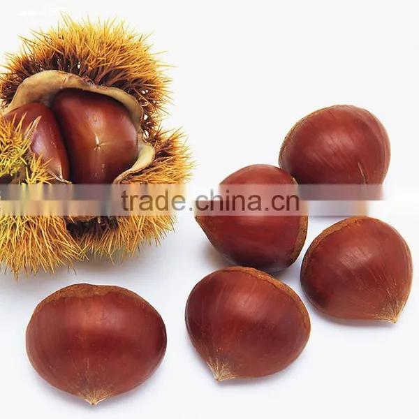 2016 Raw Fresh Chestnuts Sales Opening Booking Bulk Chestnuts photo-2