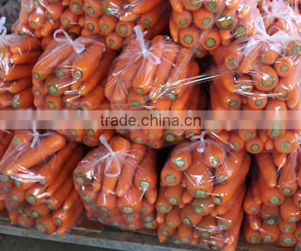Carrot Price Carrot Farm Carrot Exporter 2016 Best Quality photo-4