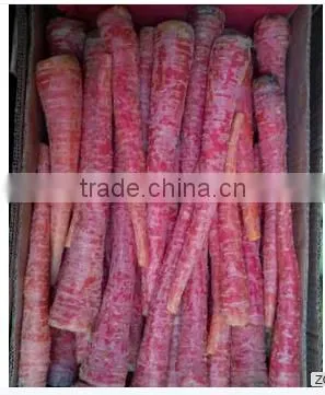 Fresh Carrots From Pakistan