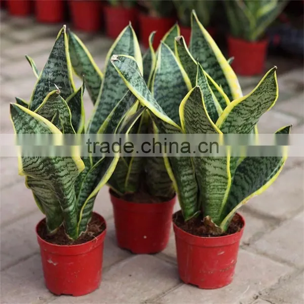 Sansevieria Superba