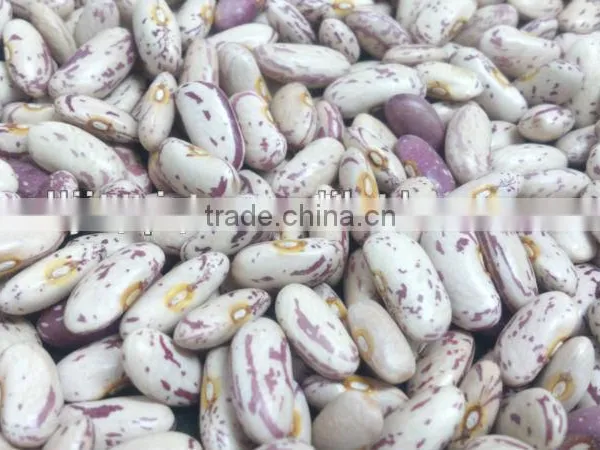 Light Speckled Kidney Bean
