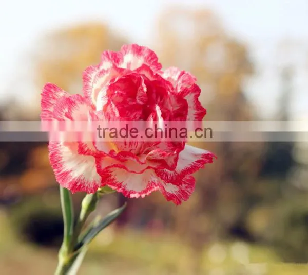 Fresh Cut Flower Carnation Dianthus Caryophyllus photo-2