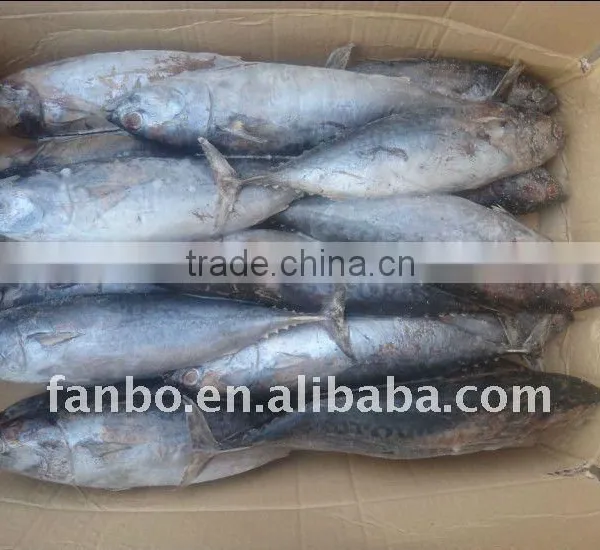 Frozen Bonito