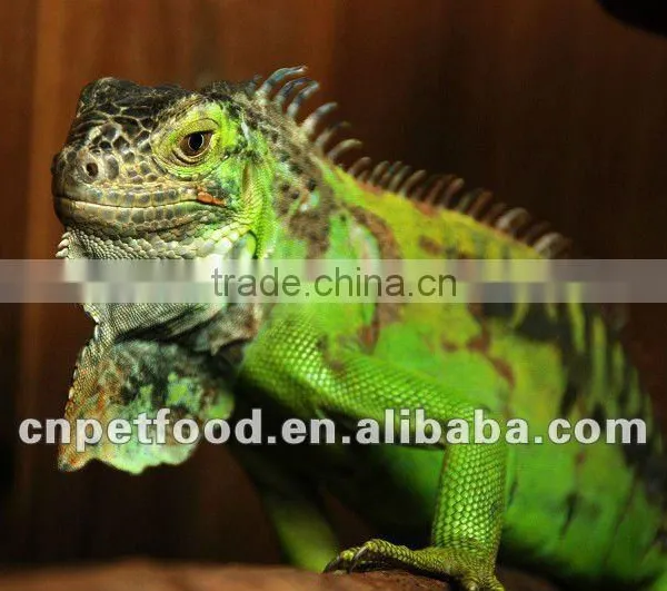 Dried Tenebrio Molitor Reptile Feeding photo-4