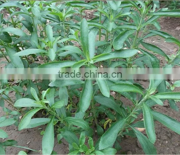 Stevia Multiple Layer Continuous Type Mesh Belt Dryer photo-5
