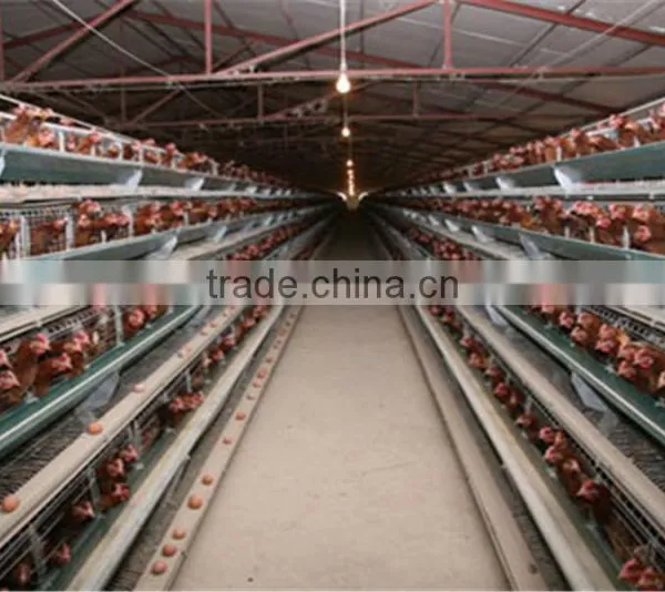 China Steel Structure Chicken House photo-3