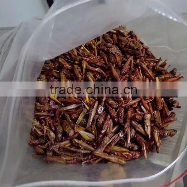 Best Price of Plastic Grasshoppers