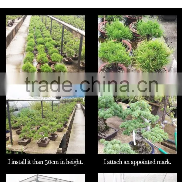 Professional and a Heart Feels Relaxed Bonsai Tree Price Tree With Eco-friendly Made in Japan photo-3
