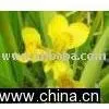 Iris Pseudacorus Var.
