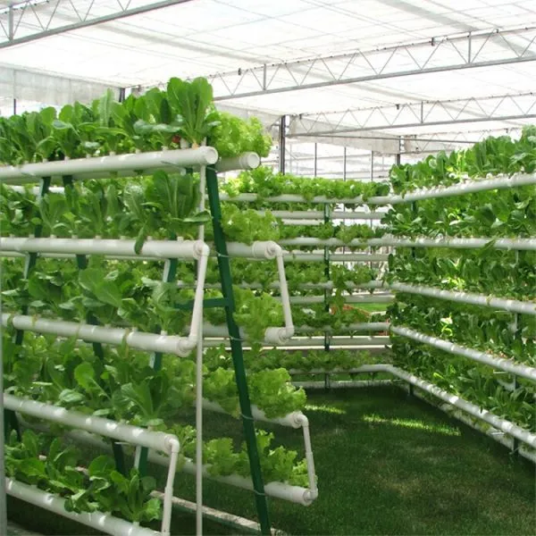 Hydroponic Glass Greenhouse Tomatoes/Lettuce Planting photo-2