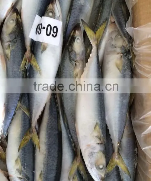 Frozen Scomber Japonicus With Size 6 -8 Pcs / kg photo-2