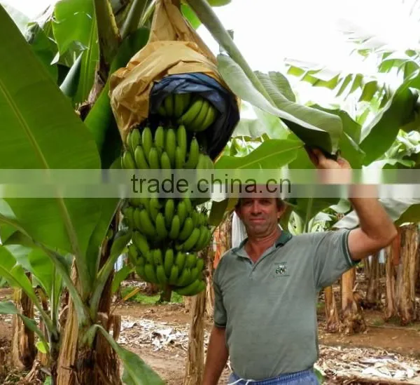 Banana Protection Bags/growing Bags for Fruit photo-3