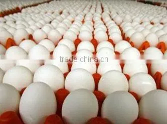 Chicken Eggs Natural Selenium Omega 3
