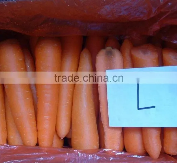 Fresh Carrot photo-2